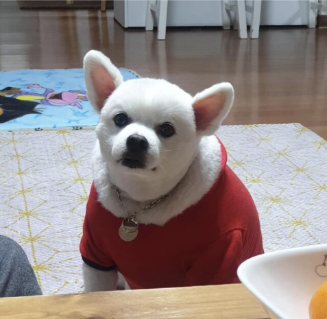 [유머] 산타 후드에 대한 진실. -  와이드섬
